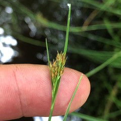 Rhynchospora fascicularis