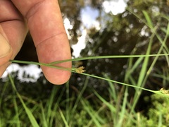 Rhynchospora fascicularis