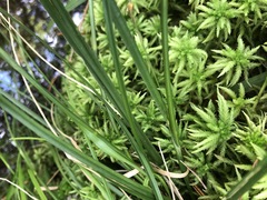 Rhynchospora fascicularis