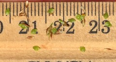 Rhynchospora fascicularis