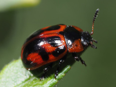 Gonioctena linnaeana