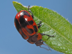 Gonioctena linnaeana
