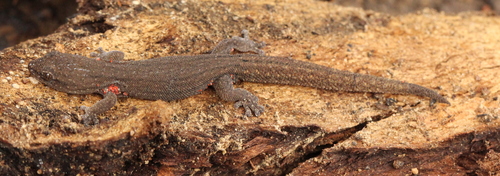 Cryptic Pygmy Gecko, Goggia incognita