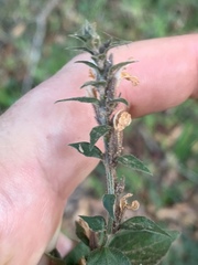 Isoglossa glandulosissima