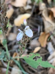 Isoglossa glandulosissima