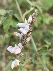 Isoglossa glandulosissima