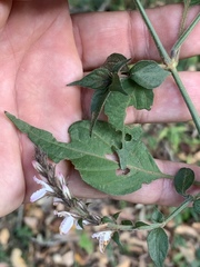 Isoglossa glandulosissima