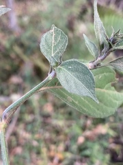 Isoglossa glandulosissima