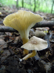 Spodocybe