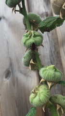Pyrrhocoris apterus