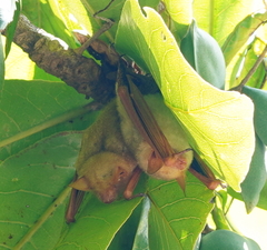 Myotis formosus flavus