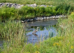 Ardea herodias