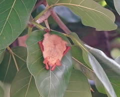 Myotis formosus flavus