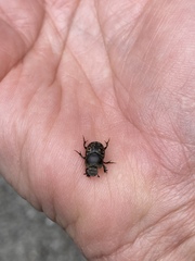 Onthophagus nuchicornis