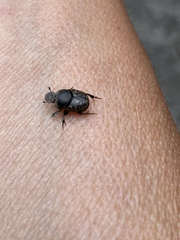 Onthophagus nuchicornis