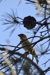 Chloris chloris aurantiiventris