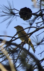Chloris chloris aurantiiventris