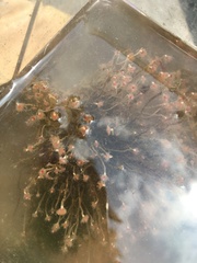 Ectopleura