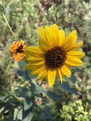 Asteraceae