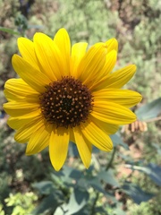 Asteraceae
