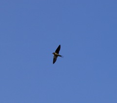 Hirundo rustica