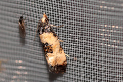 Neocochylis dubitana