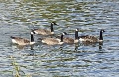 Branta canadensis