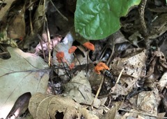 Marasmius fulvoferrugineus