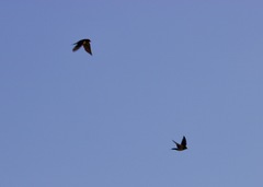 Hirundo rustica