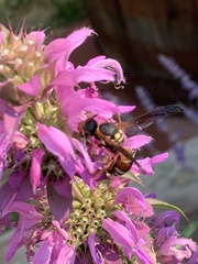 Pterocheilus