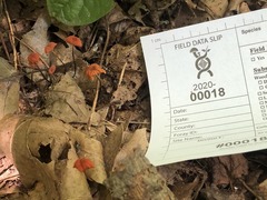 Marasmius fulvoferrugineus