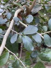 Suregada africana