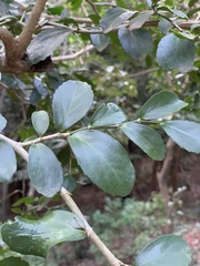 Suregada africana