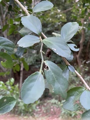 Suregada africana