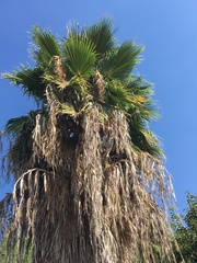 Washingtonia