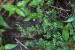 Paronychia fastigiata