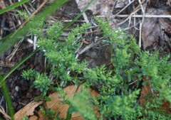 Paronychia fastigiata