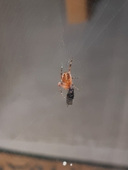 Araneus diadematus