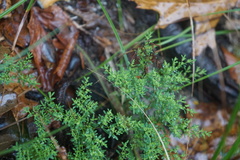 Paronychia fastigiata