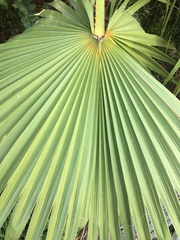 Washingtonia