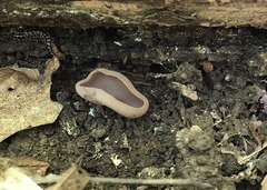 Peziza griseorosea