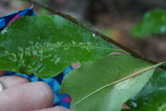 Corythucha associata