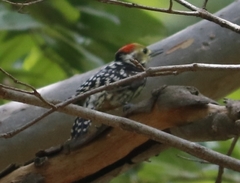 Leiopicus mahrattensis