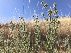 Heterotheca sessiliflora