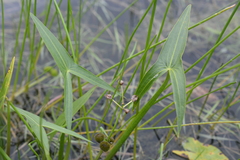 Sagittaria sagittifolia
