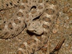 Crotalus cerastes cerastes