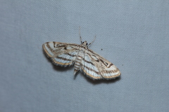Parapoynx badiusalis