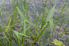 Sagittaria sagittifolia