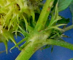 Medicago laciniata