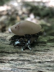 Peziza griseorosea